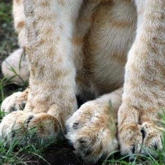 The African Safari Company AB